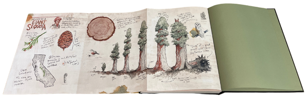 Mountaineers Books Eventually a Sequoia