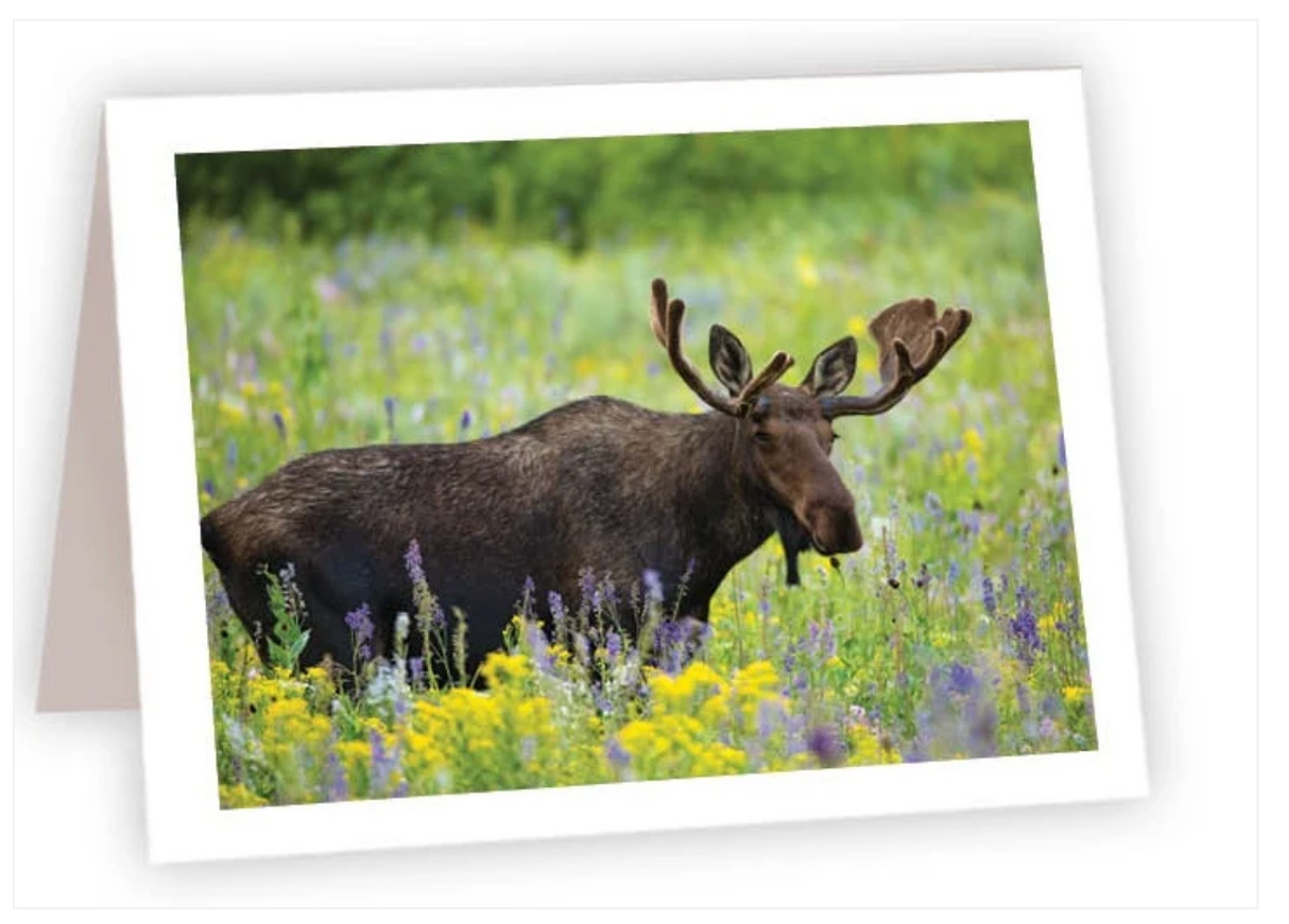 Ahava River Designs Fine Art Cards Moose