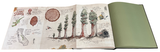 Mountaineers Books Eventually a Sequoia