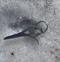 Scepter Picks X-Dream Keychain