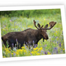 Ahava River Designs Fine Art Cards Moose