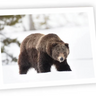 Ahava River Designs Fine Art Cards Bear