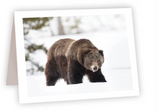 Ahava River Designs Fine Art Cards Bear
