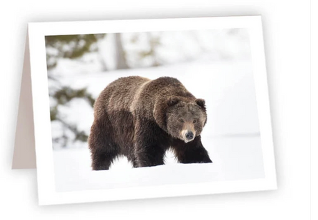 Ahava River Designs Fine Art Cards Bear