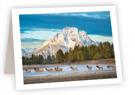 Ahava River Designs Fine Art Cards Elk