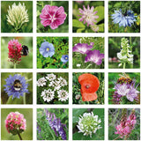 Buzzy Seeds Grow Gifts Egg Carton Seeds